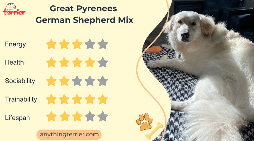 Great Pyrenees German Shepherd Mix Dog Breeders