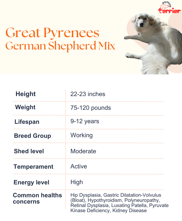 Greet Pyrenees German Shepherd Mix Dog Breeders Information