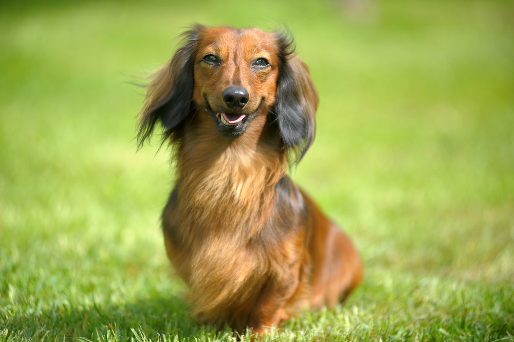 History of Long-Haired Dachshunds