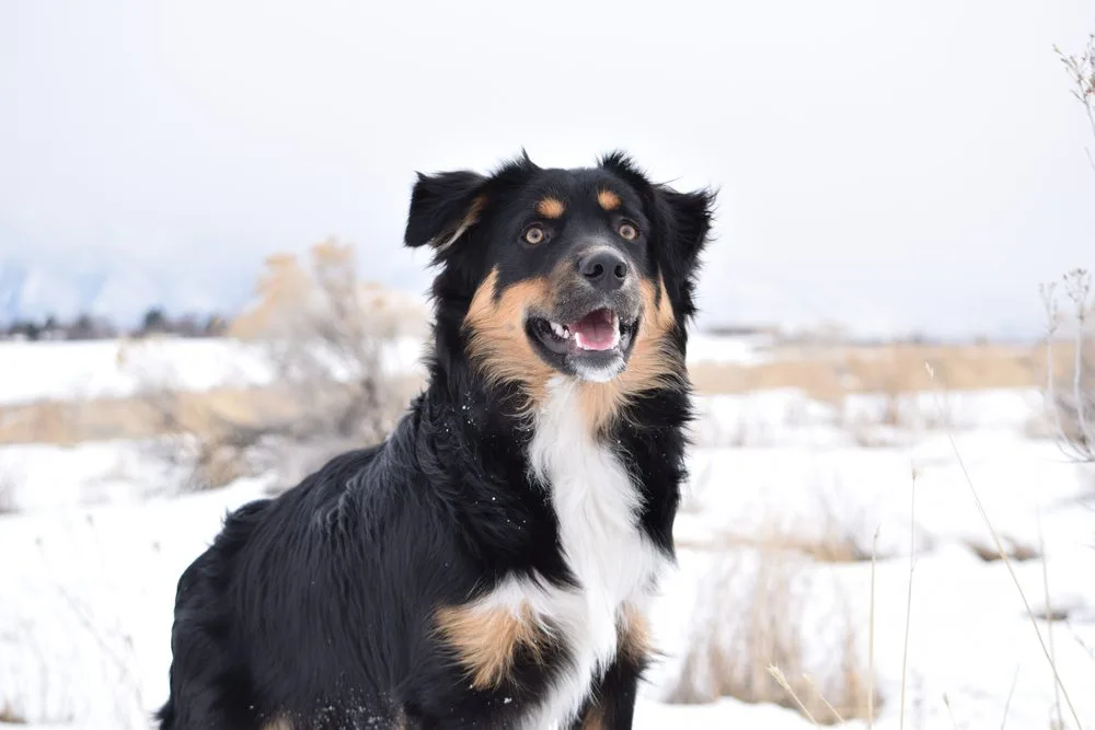 History of the Border Collie Australian Shepherd Mix