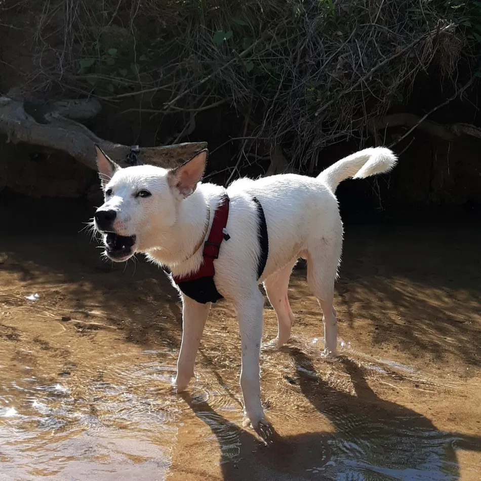 Husky Pitbull Mix Health Issues