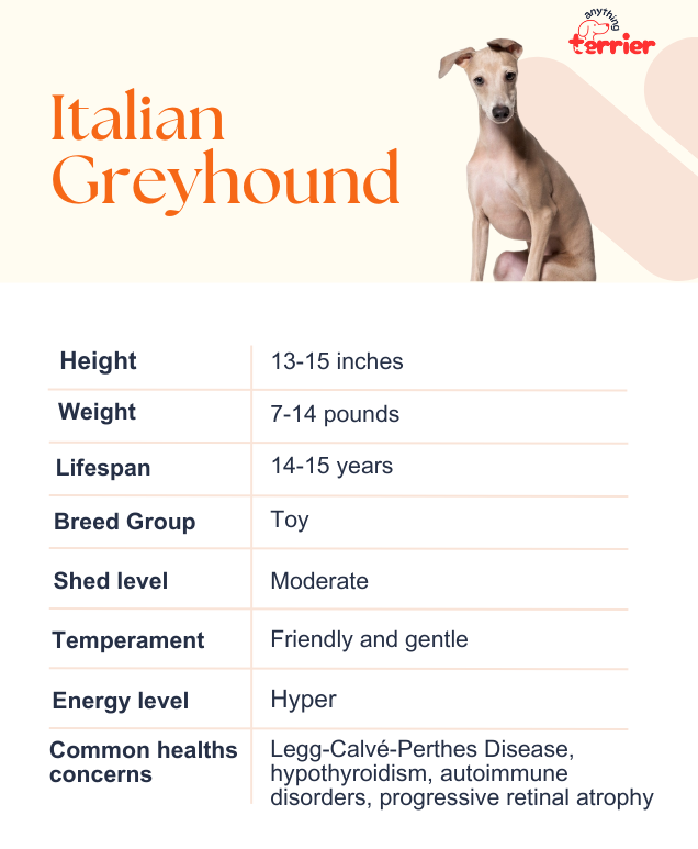 Italian Greyhound Dog Breed