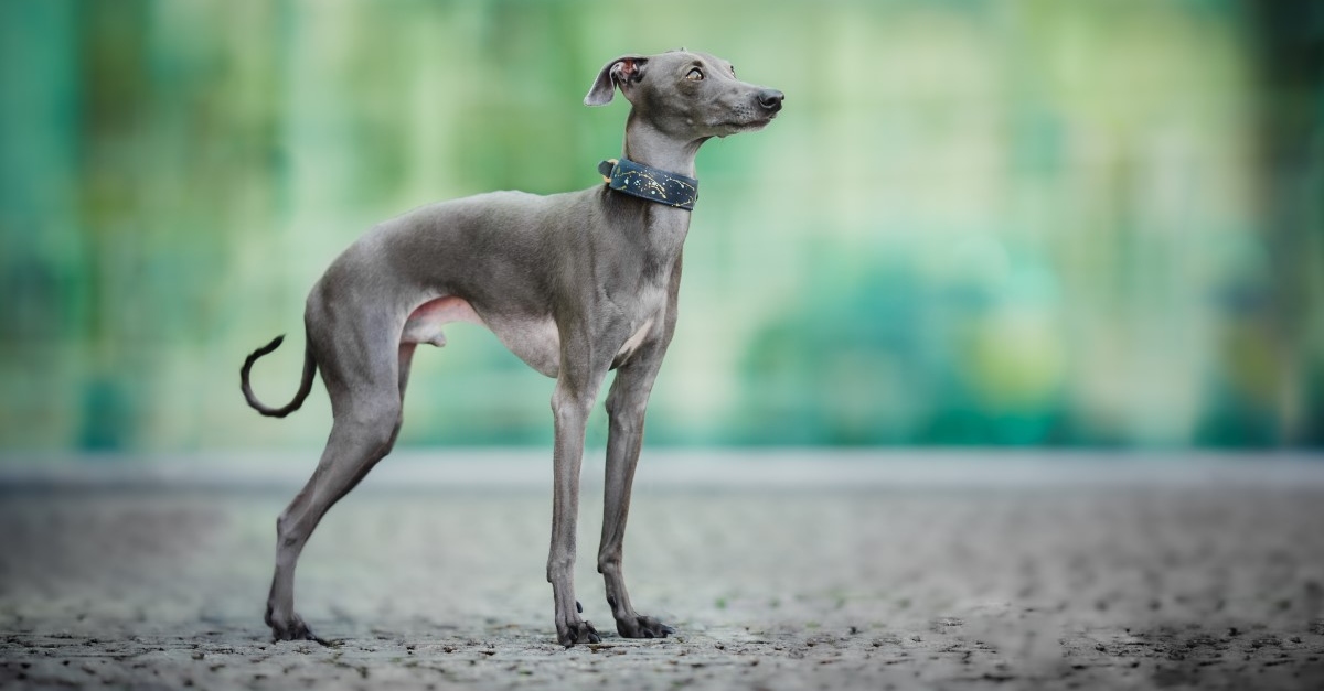 Italian Greyhound Health Issues