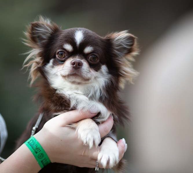 Long Haired Chihuahua Adoption