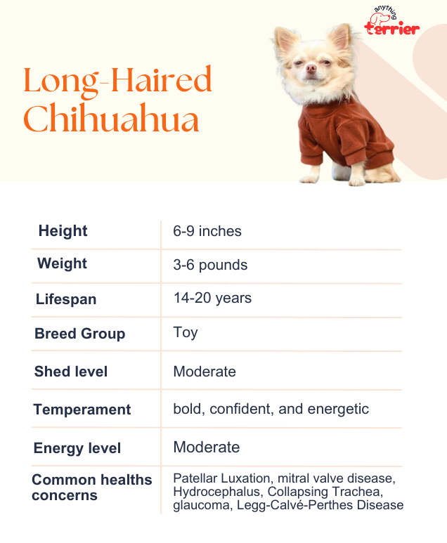 Long Haired Chihuahua Breeders Information