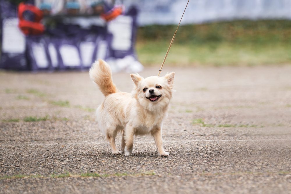 Long Haired Chihuahua Health Issues