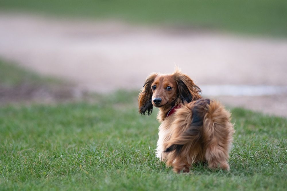 Long-Haired Dachshund Adoption