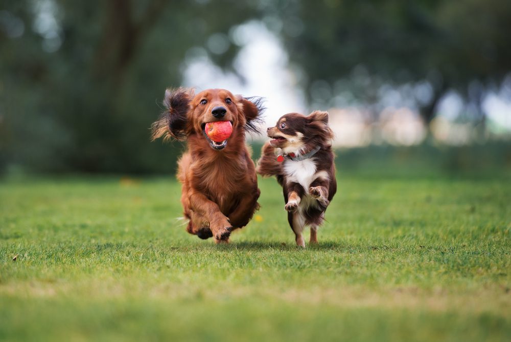 Long-Haired Dachshund Grooming