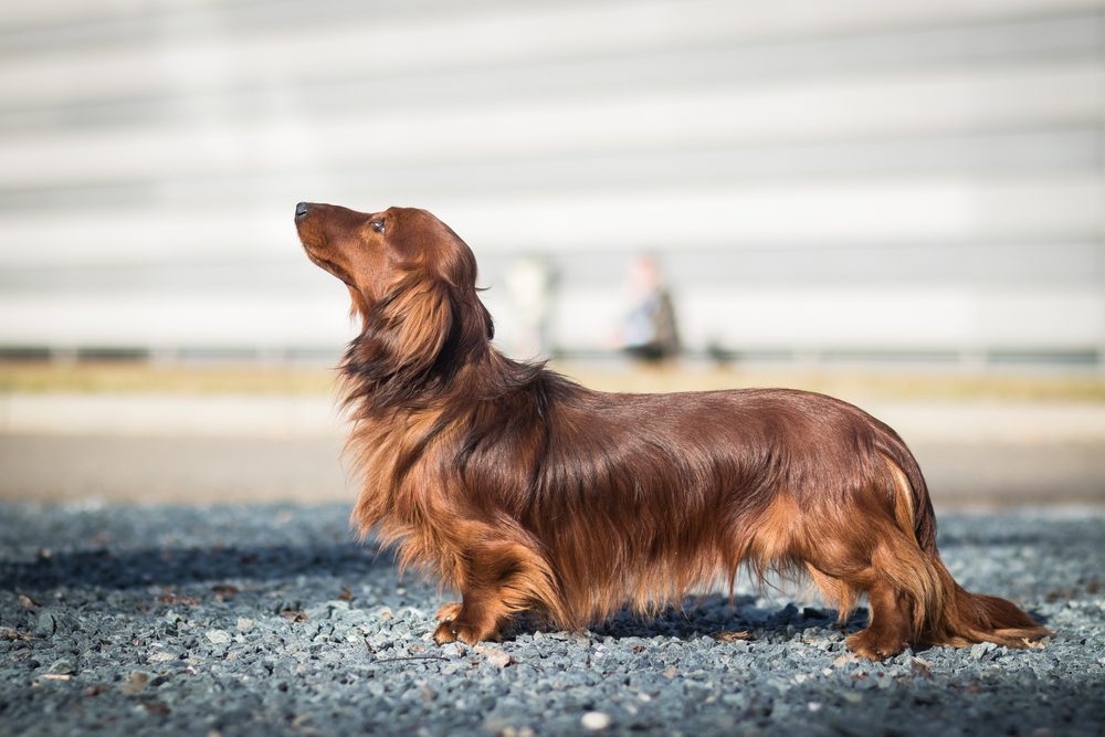 Long-Haired Dachshund Health Issues