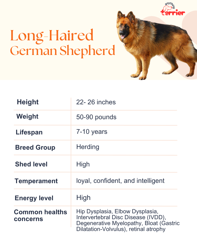 Long-Haired German Shepherd Dog Breed Information