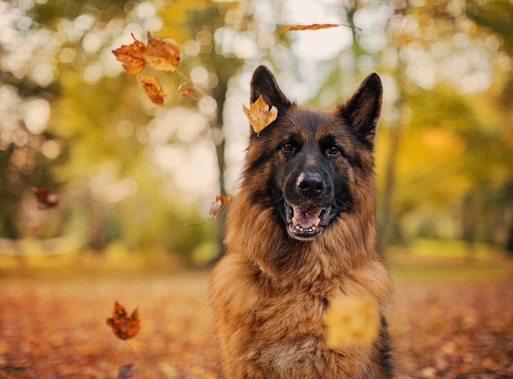 Long-Haired German Shepherd Grooming Guide