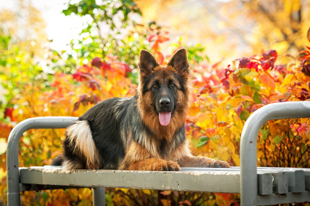 Long-Haired German Shepherd Health Issues