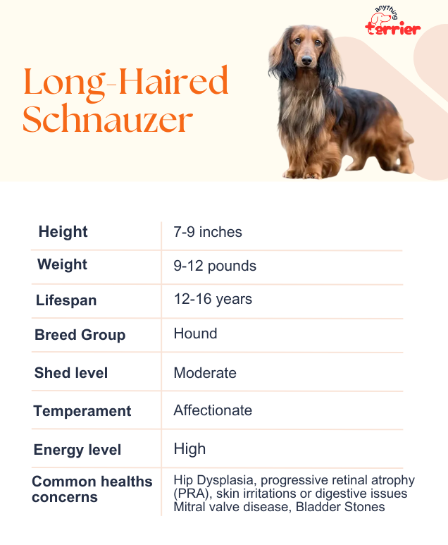 Long-Haired Schnauzer Dog Breeder Information