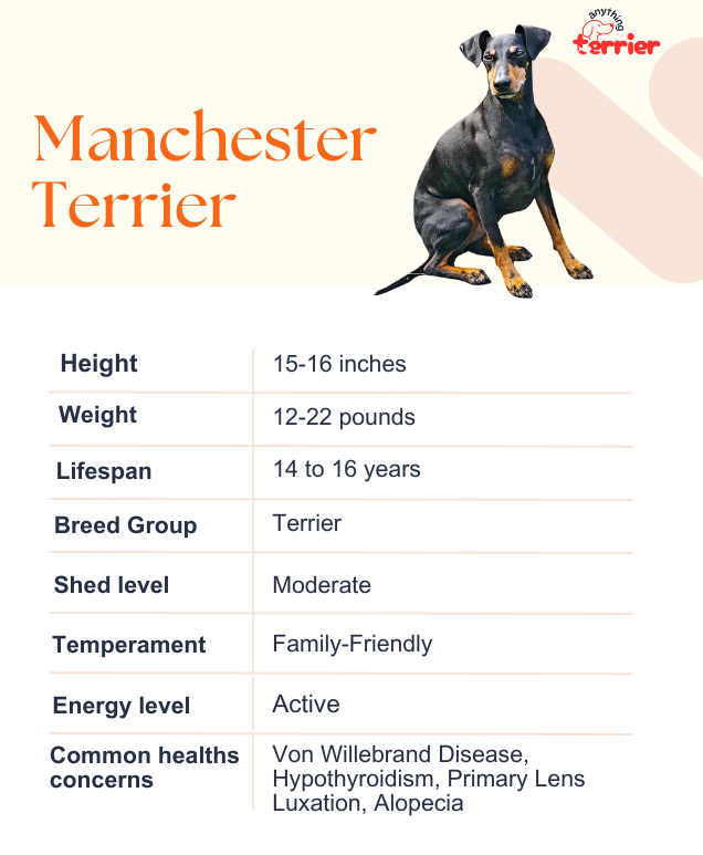 Manchester Terrier Dog Breeder