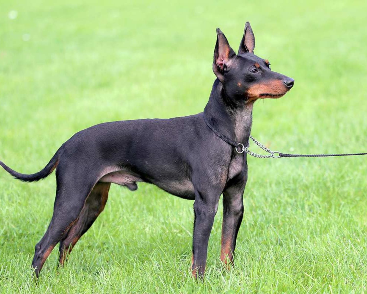 Manchester Terrier Grooming Guide