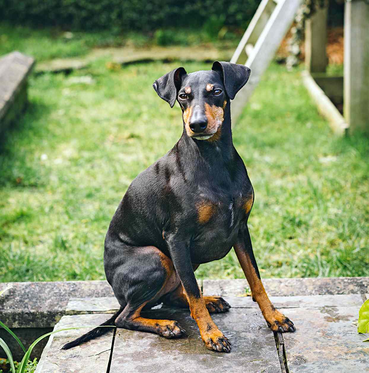 Manchester Terrier Health Issues