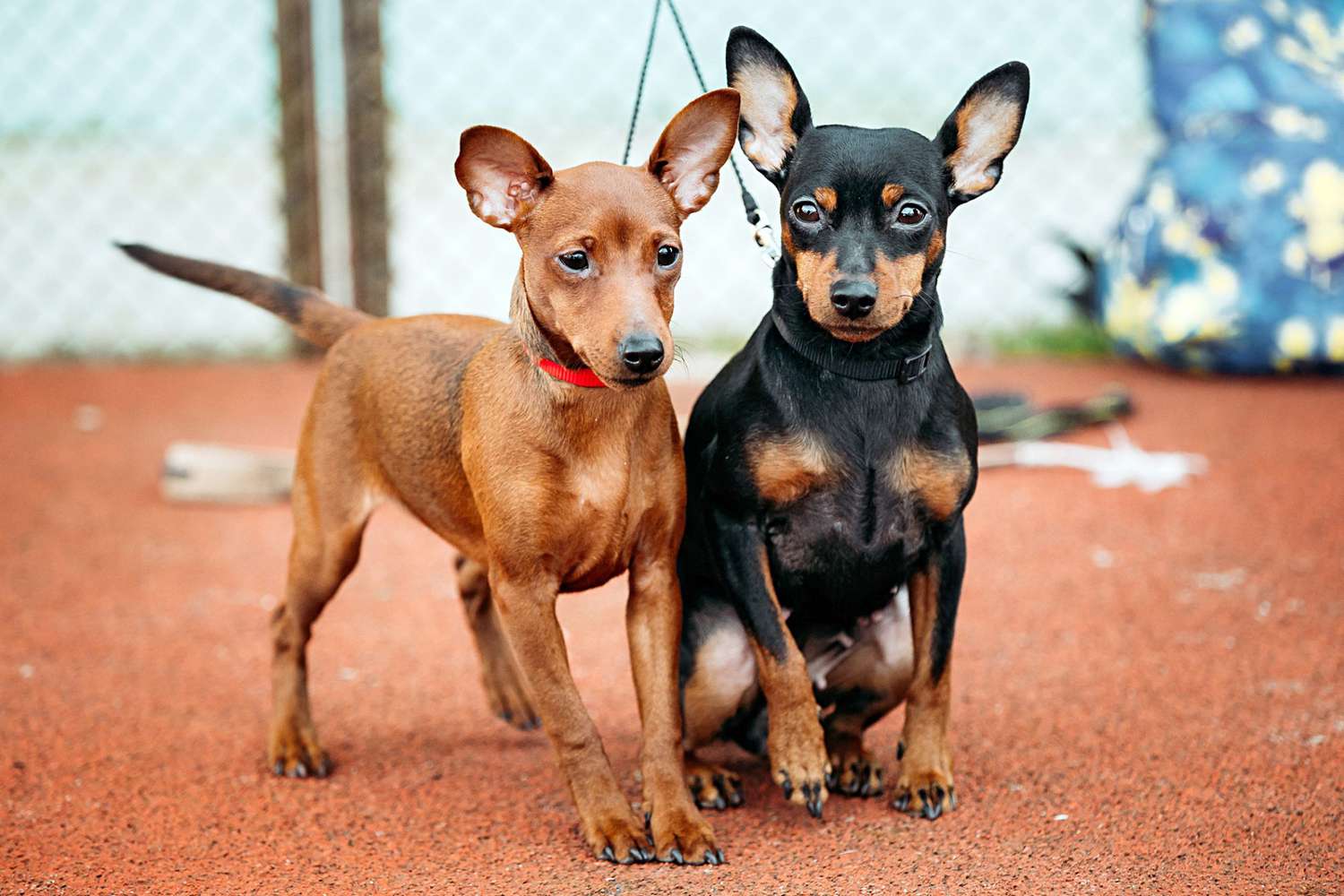 Miniature Pinscher Grooming Guide