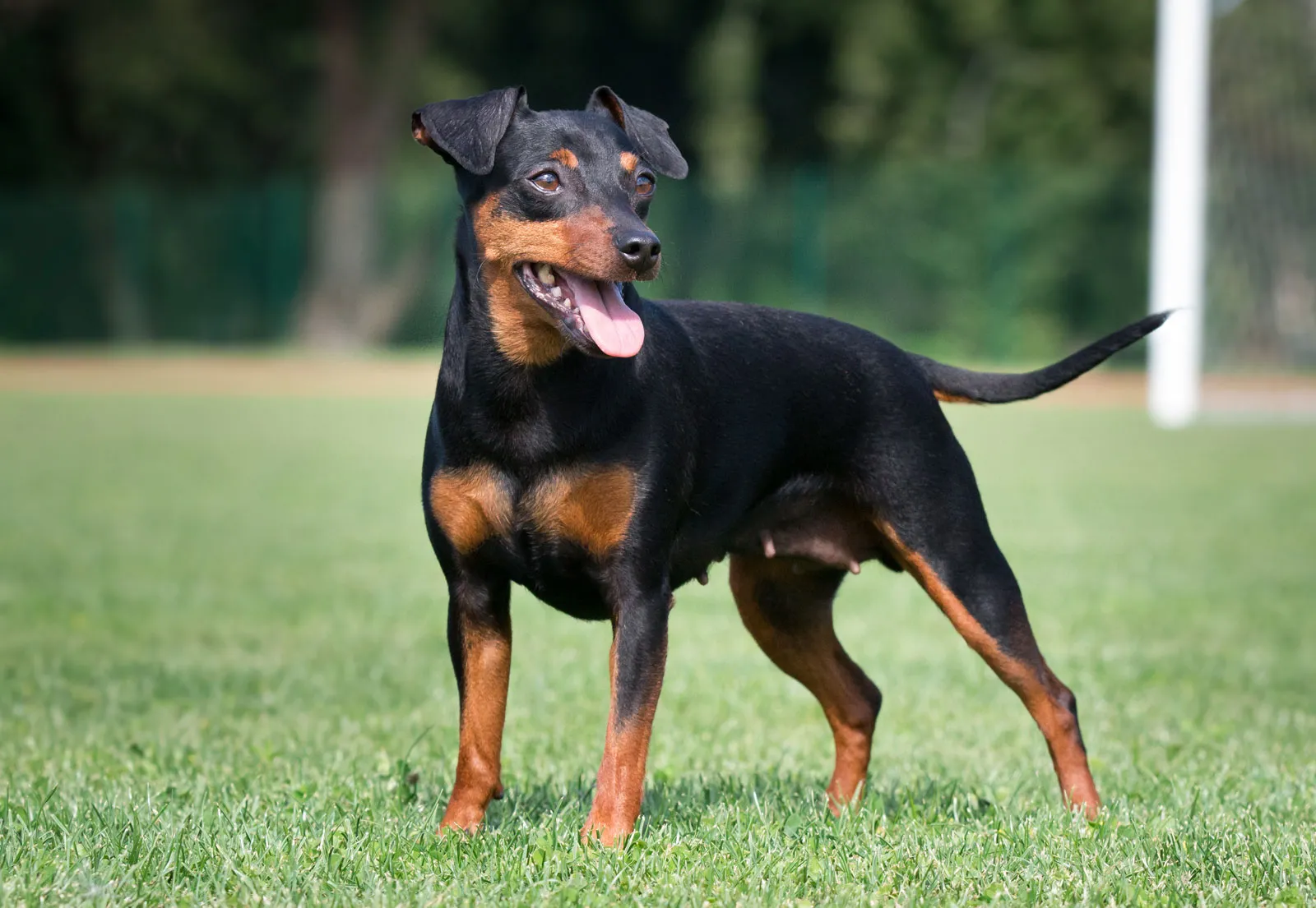 Miniature Pinscher Health Issues