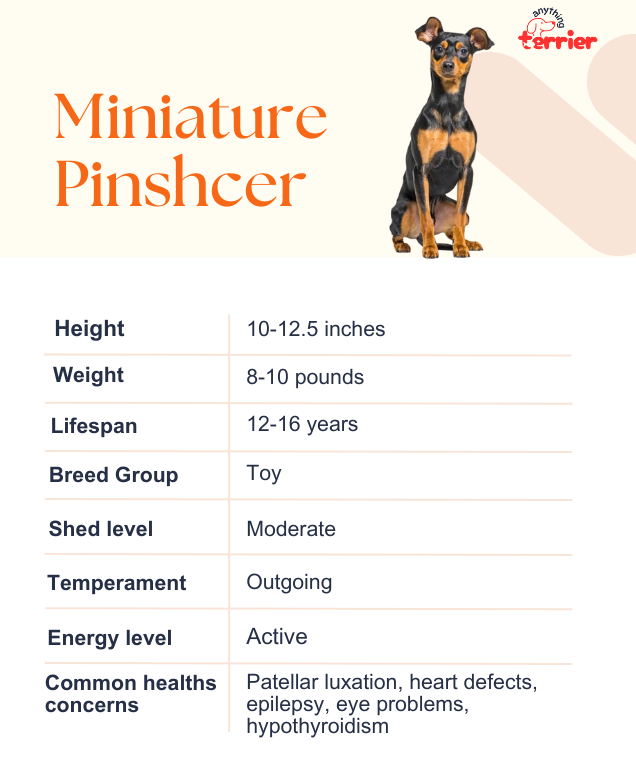 Miniature Pinscher