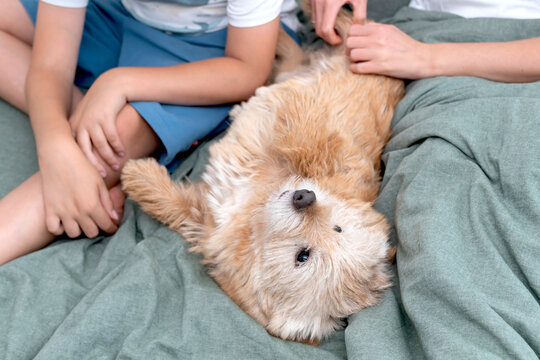 Norwich Terrier Adoption