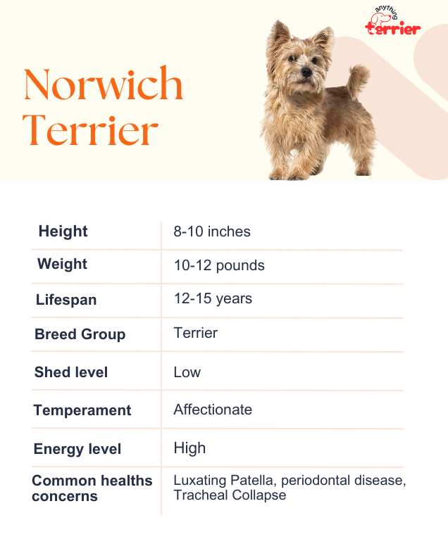 Norwich Terrier Dog Breeders Information