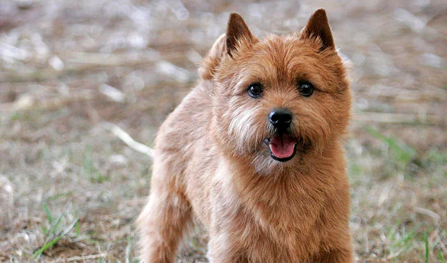 Norwich Terrier Grooming Guide