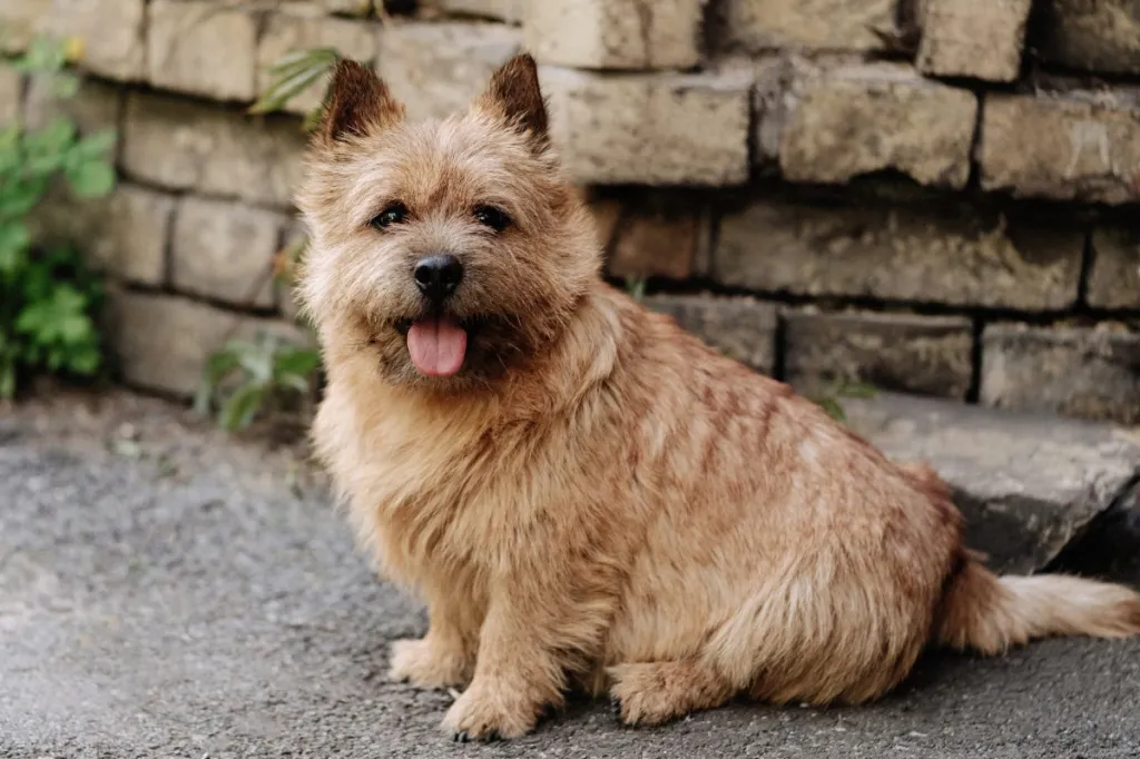 Norwich Terrier Health Issues