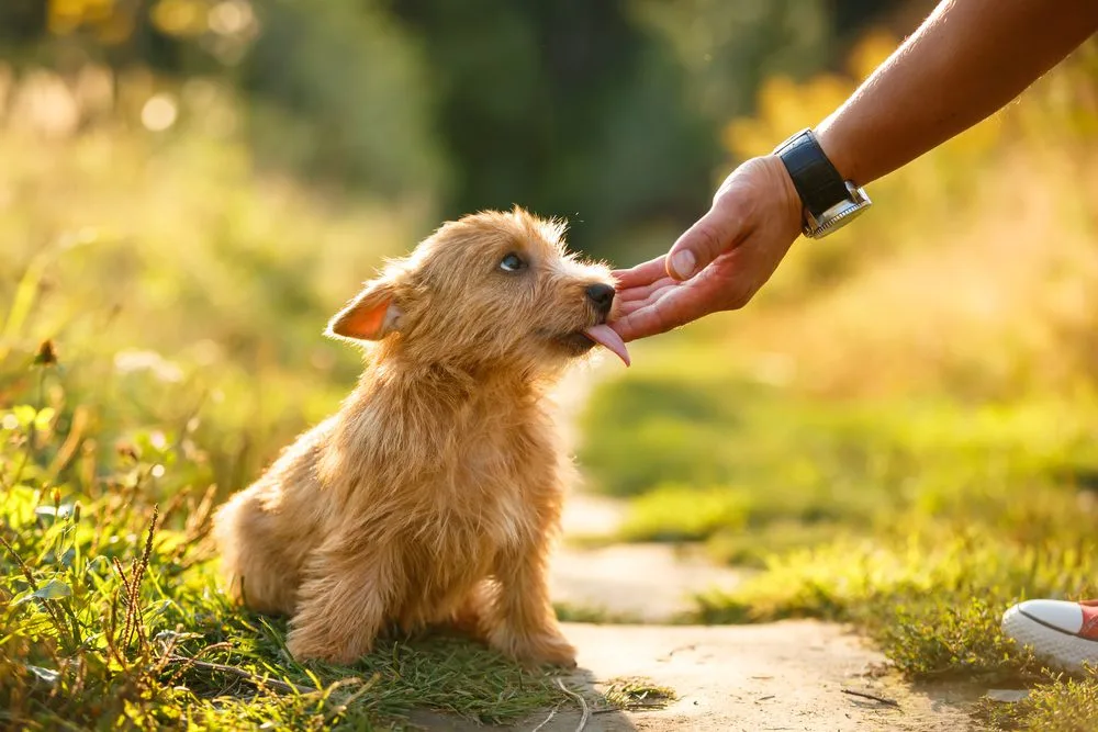 Nutritional Tips for Norwich Terrier