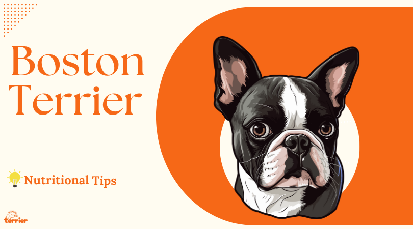 Nutritional Tips for a Healthy Boston Terrier