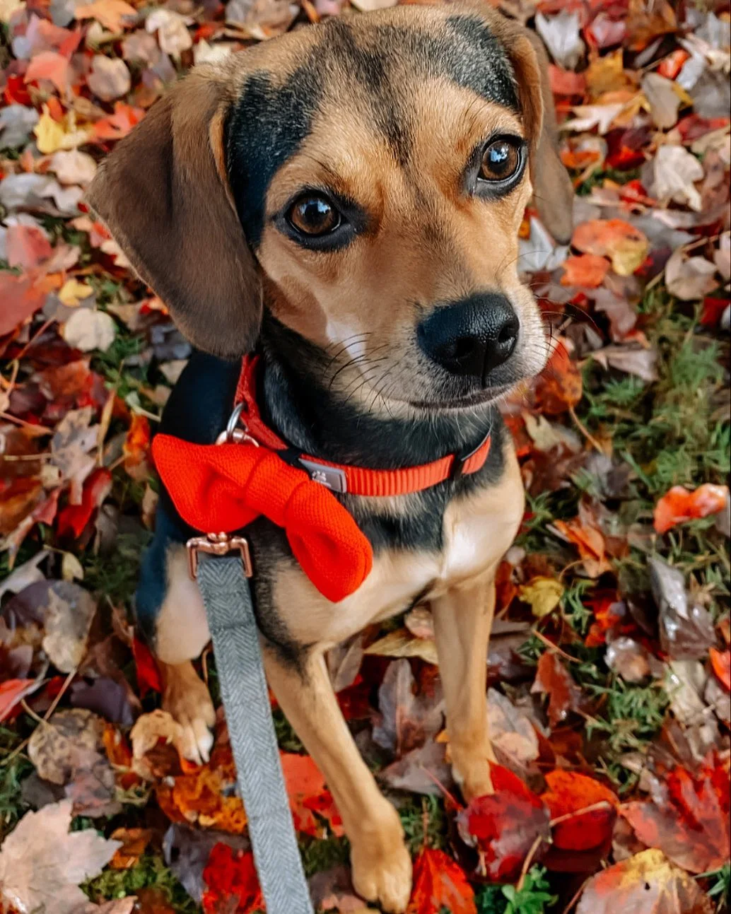 Rat Terrier And Beagle Mix Puppies