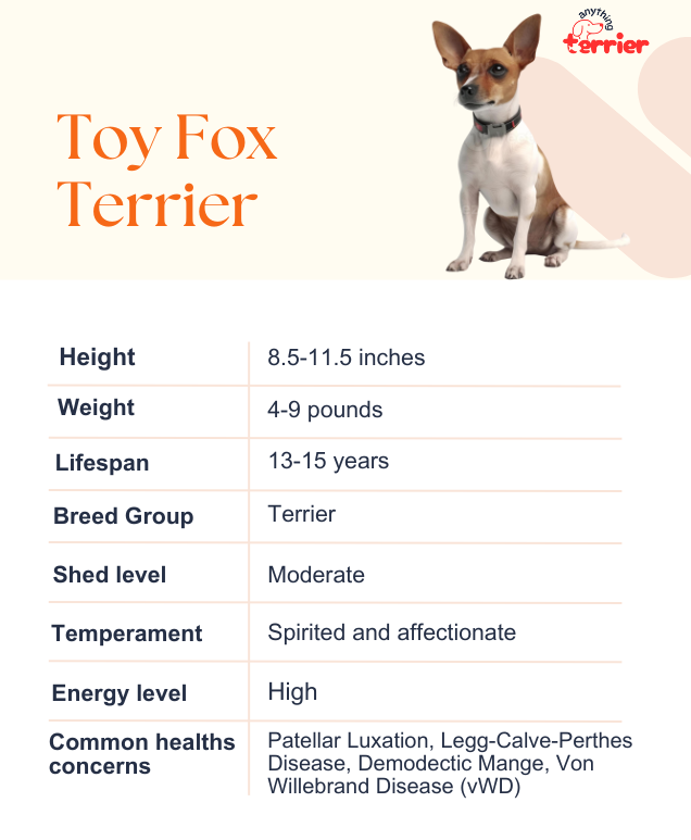 Toy Fox Terrier Dog Information