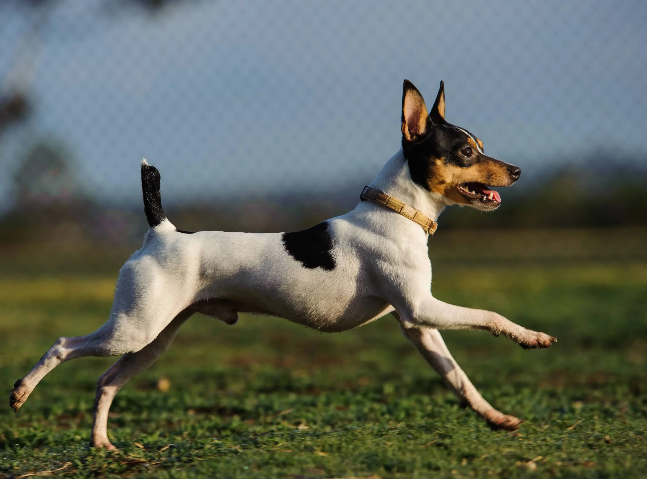 Toy Fox Terrier Grooming Guide