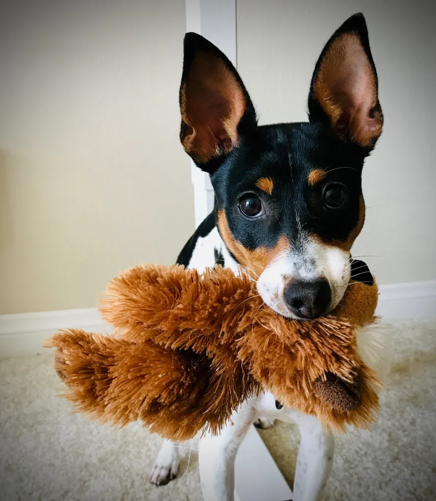 Toy Fox Terrier Health Issues