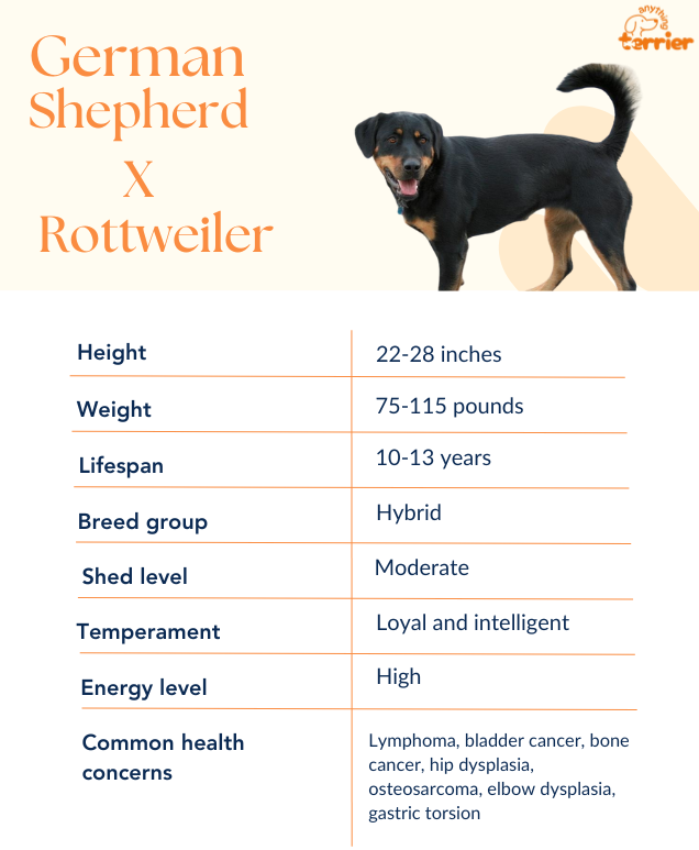 german shepherd rottweiler mix dog breed information