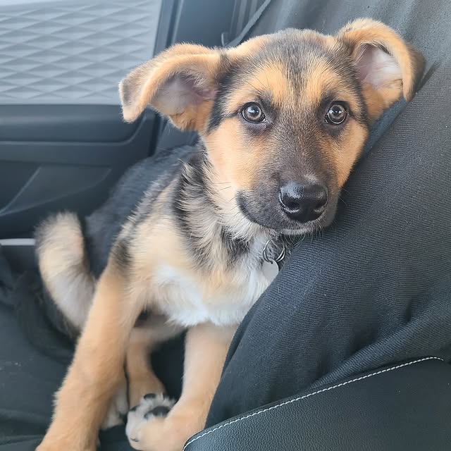 great pyrenees and german shepherd mix puppies