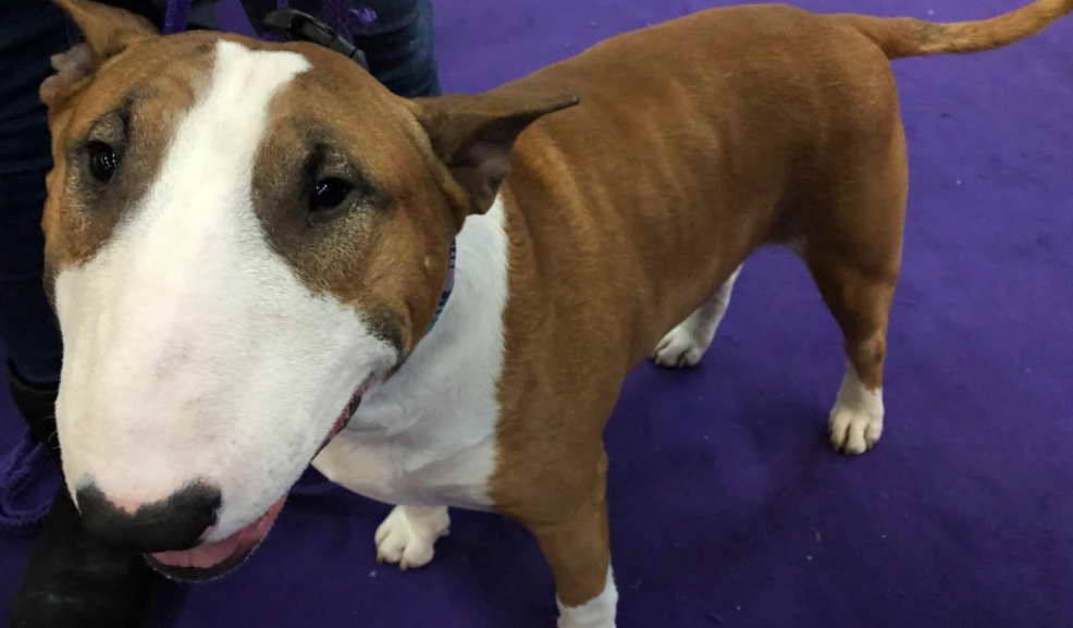 Bull Terrier Puppies for Sale in New York