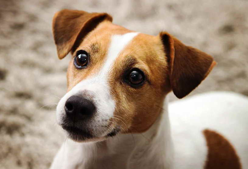 How Smart Are Jack Russell Terriers