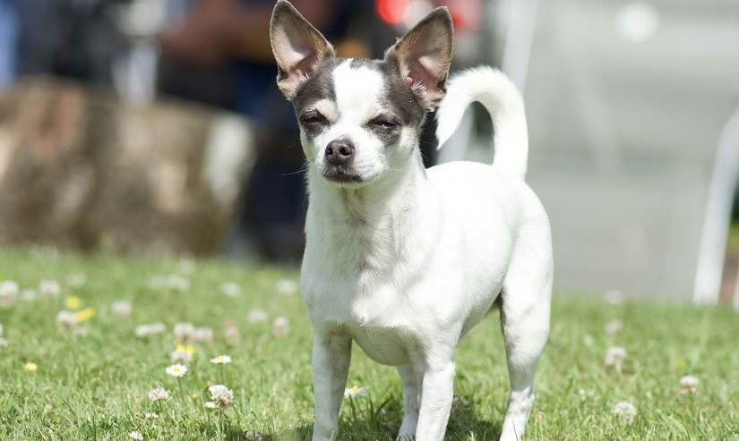 Jack Russell And Chihuahua mix