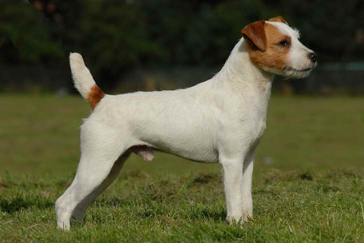 jack russell terrier for sale