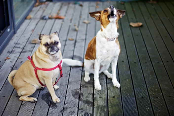 Jack Russell Terrier Mix