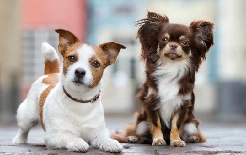 Chihuahua And Jack Russell Terrier Mix