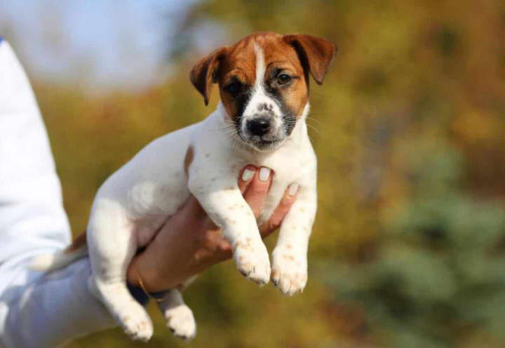 How Much Does A Jack Russell Cost