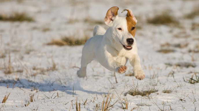 Jack Russell Terrier Cost