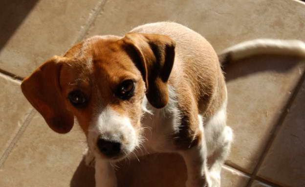 Jack Russell Terrier Mix Beagle