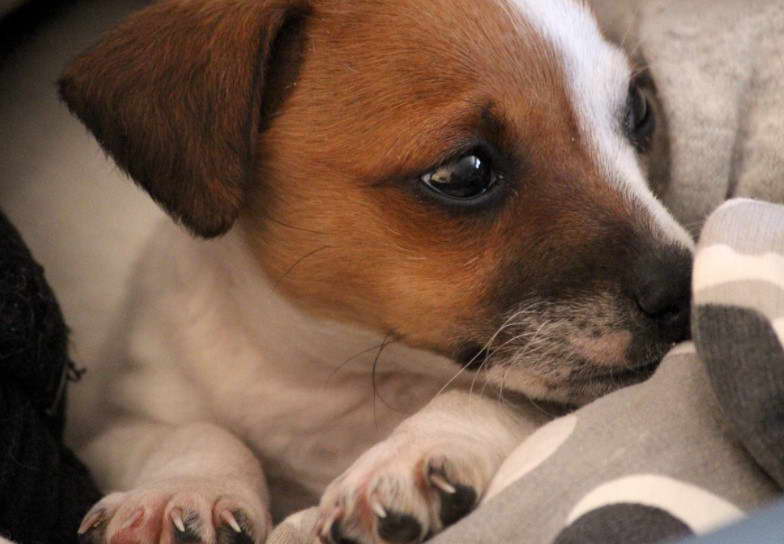 Jack Russell Terrier Mix Chihuahua