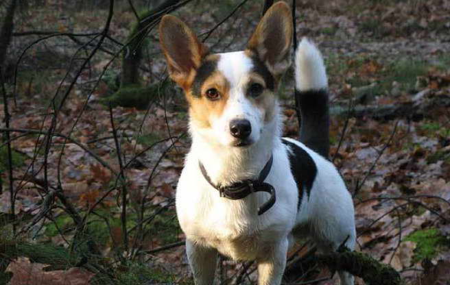 jack russell terrier mix for sale