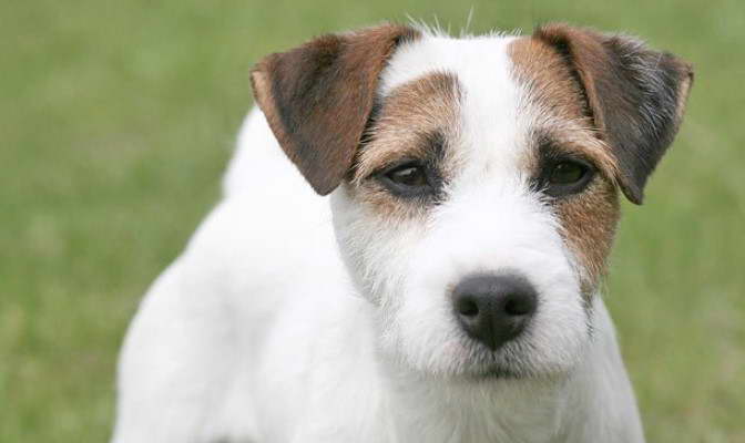 Jack Russell Terrier Mix Puppies