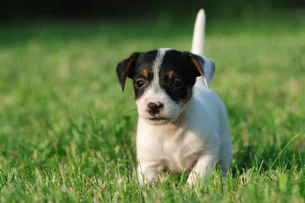 Jack Russell Terrier Mix Puppy