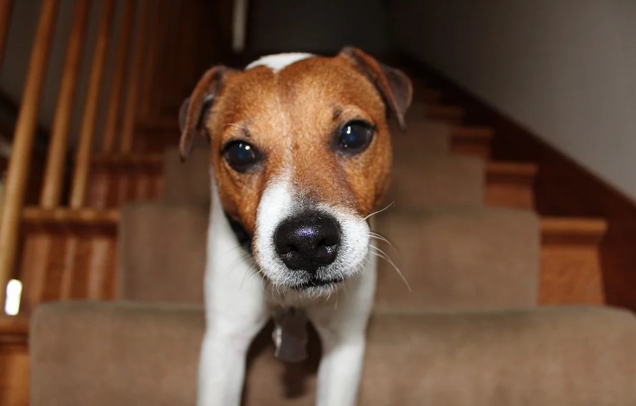 Buy a Jack Russell Terrier for Sale in New York