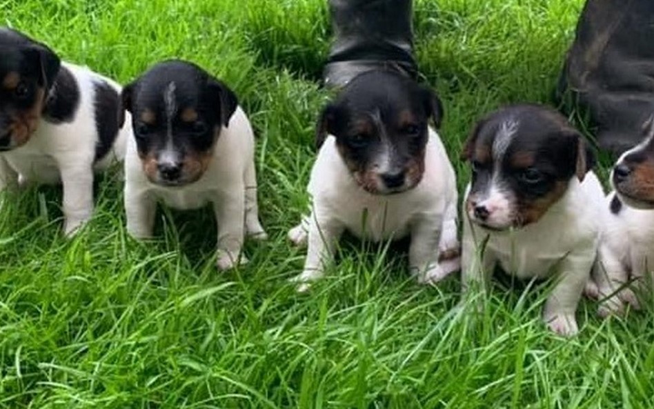 Jack Russell Terrier Puppies For Sale in Brooklyn NY